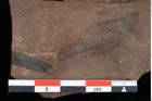 Foto (Detailansicht) von Glyptostrobus europaeus Brongniart (NHMW-GEO-2024-0188-0175)